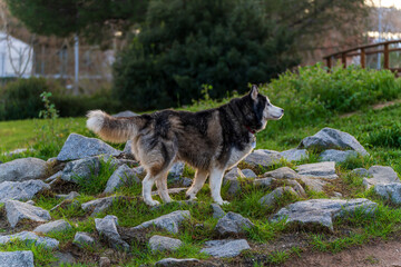 Fototapete bei efototapeten.de bestellen   