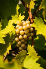 Close up cinematic shot of green grapes on vines