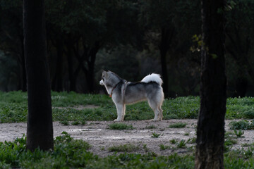 Perro husky siberiano mirando el paisaje  © Cesar