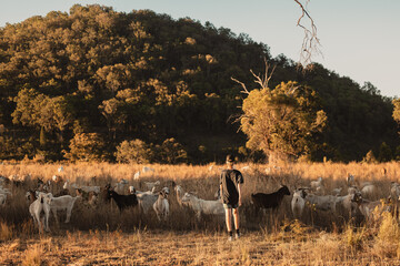 Teenage boy interacting with goats in paddock