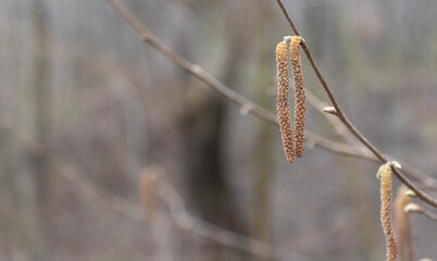 Close-up of small, delicate hazel catkins hanging from the branches in early spring, with a blurred background of an urban park or forest