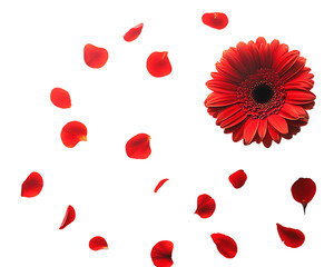 Red Gerbera Daisy and Petals on Transparent Background, PNG
