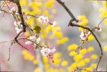 開花した梅の木の枝にとまるメジロ