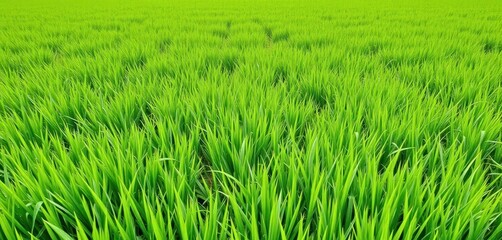 Obraz premium Vibrant green rectangular grassy field background, color, environment, vivid