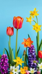 Obraz premium Vibrant tulips, daffodils, and hyacinths bloom against a serene blue backdrop, pastel, petals