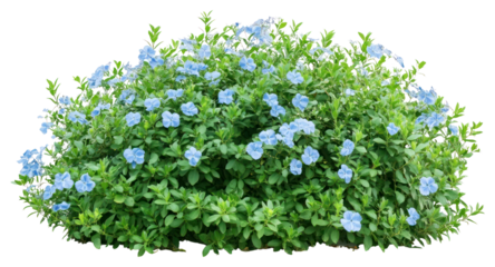 PNG Light blue flower bushes flowers plant green.