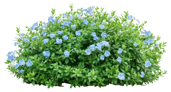 PNG Light blue flower bushes flowers plant green.
