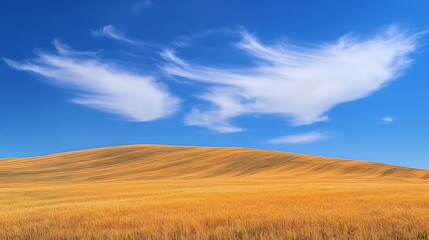 Fototapeta premium Golden field under a vibrant blue sky with wispy clouds.