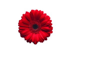 Single Red Gerbera Daisy on Transparent Background, PNG