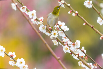 開花した梅の木の枝にとまるメジロ