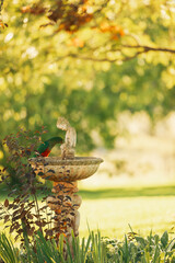 King parrot sitting on bird bath in tranquil cottage garden