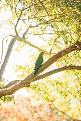 King parrot sitting on tree branch in sunlit canopy