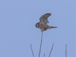 Hawk Owl On Tree Top