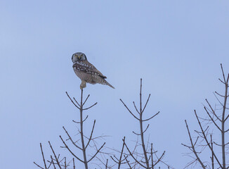 Hawk Owl On Tree Top