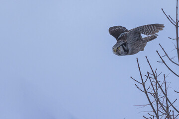 Hawk Owl In Flight