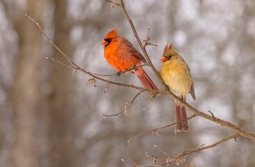 A Couple Of Northern Cardinals
