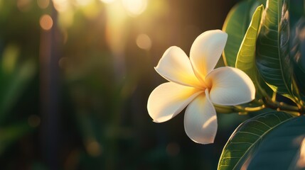 Sunset Plumeria Bloom, Tropical Garden