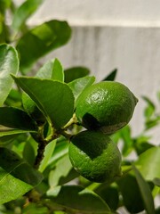 green apples on tree