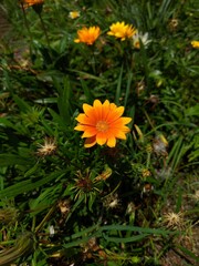 yellow flower in the garden