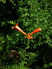 carrots in the garden