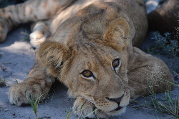 Lion cub on safari in Botswana, Africa