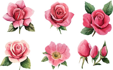 set of pink roses