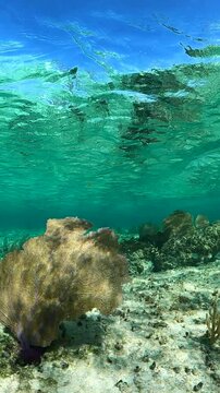 Coral Reef with Blue Tangs (Paracanthurus hepatus) and Purple Sea Fans in Cozumel Mexico Caribbean Waters