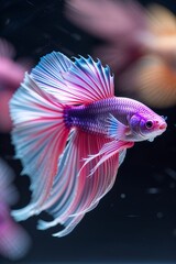 Fototapeta premium Colorful betta fish swimming gracefully in a vibrant aquarium setting