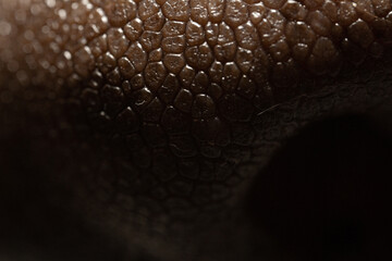 Closeup of dog nose texture