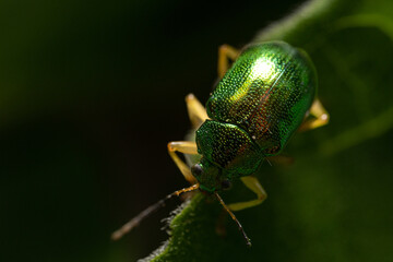green bug bettle on a green leaf