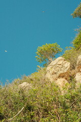 Trees on a blue sky, french riviera