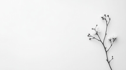 Obraz premium Minimalist elegance: close up of a single flower for interior design