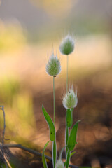 Delicate grass tufts sway in a serene landscape under soft sunlight during early morning hours