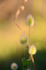 Delicate tufts bathed in golden light dance gracefully in the gentle breeze of a tranquil garden