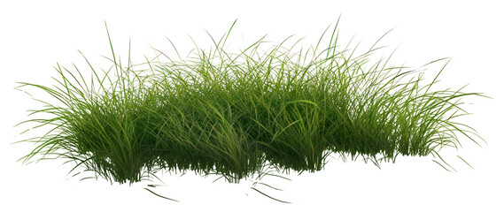 PNG Beautiful green grass background plant illustration.