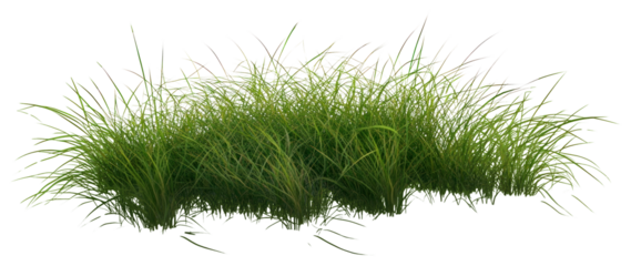 PNG Beautiful green grass background plant illustration.