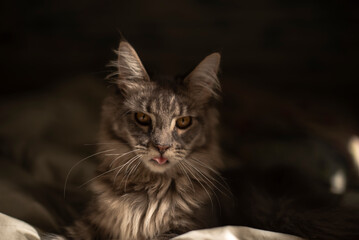 portrait Maine coon funny kitten of blue ticked color