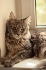 Maine coon kitten of blue ticked color lying on a window in a sunny light
