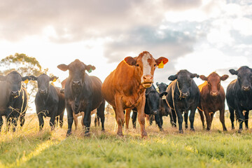 Curious cows in sunlit paddock in the afternoon