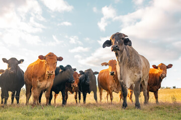 Mixture of different cattle breeds standing together in field