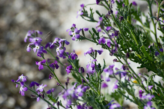 purple flowers in the field, Sea Stock, Matthiola sinuata, in flower and fruit on sandy beach; Sardinia, Italy