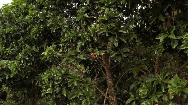 sobrevuelo de un arbol de la region cafetera en colombia