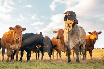 Mixture of different cattle breeds standing together in field