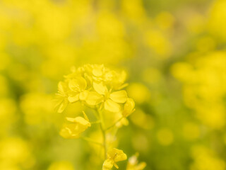 菜の花が咲き誇る04