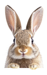 PNG Bunny background animal rabbit.