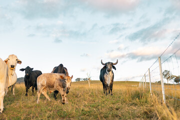 Various cattle breeds in paddock lead by large Guzerat bull