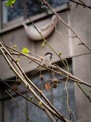 Sooty Bulbul. Bulbul Con Cabeza De Hollín (Pycnonotus Aurigaster). Sooty Bulbul  in the branches of a tree in the city. Santiago de Chile