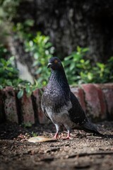 pigeon walking in a park with dramatic light