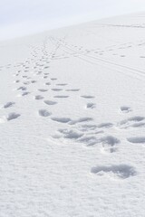 Footprints In Fresh Snow. Winter hike. Shallow boot print in the snow