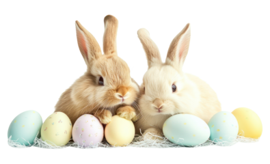 PNG Easter bunnies bunny eggs rabbit.